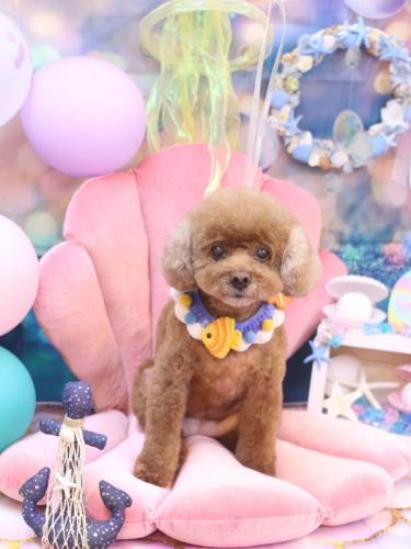 20240804フーちゃん